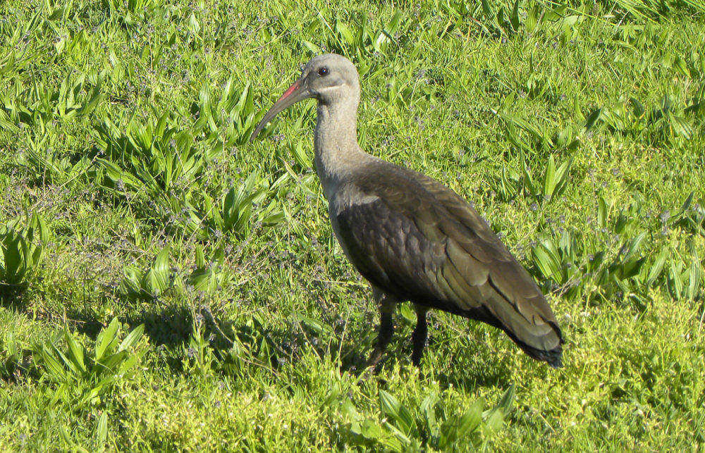 dal Sud Africa: Ibis hadada  (Bostrychia hagedash)